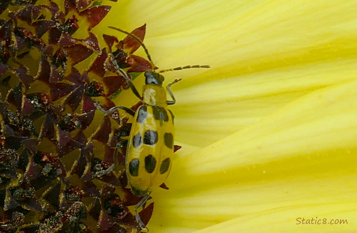 Spotted Cucumber Beetle on a sunflower