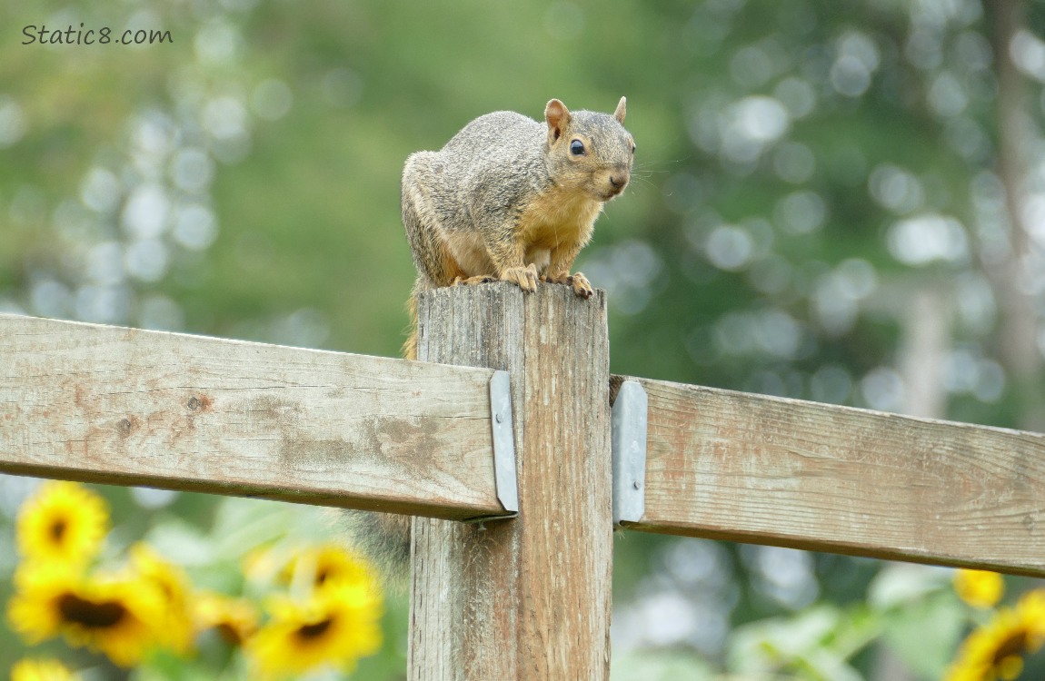 Squirrel sitting on a wood fence