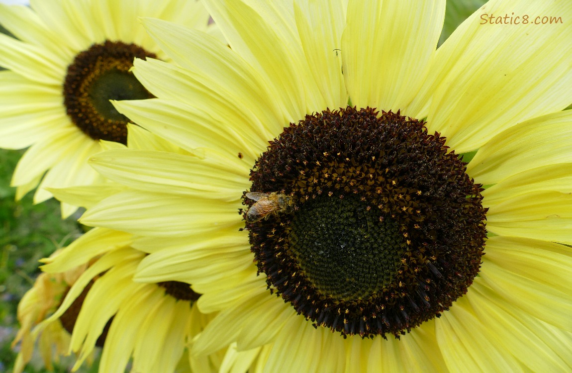 Honey Bee on a sunflower