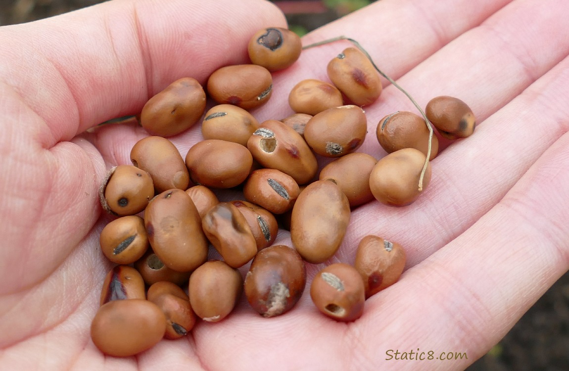 a hand holding fava beans