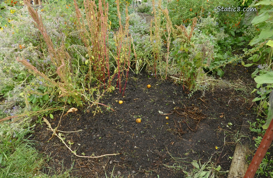 Garden Plot