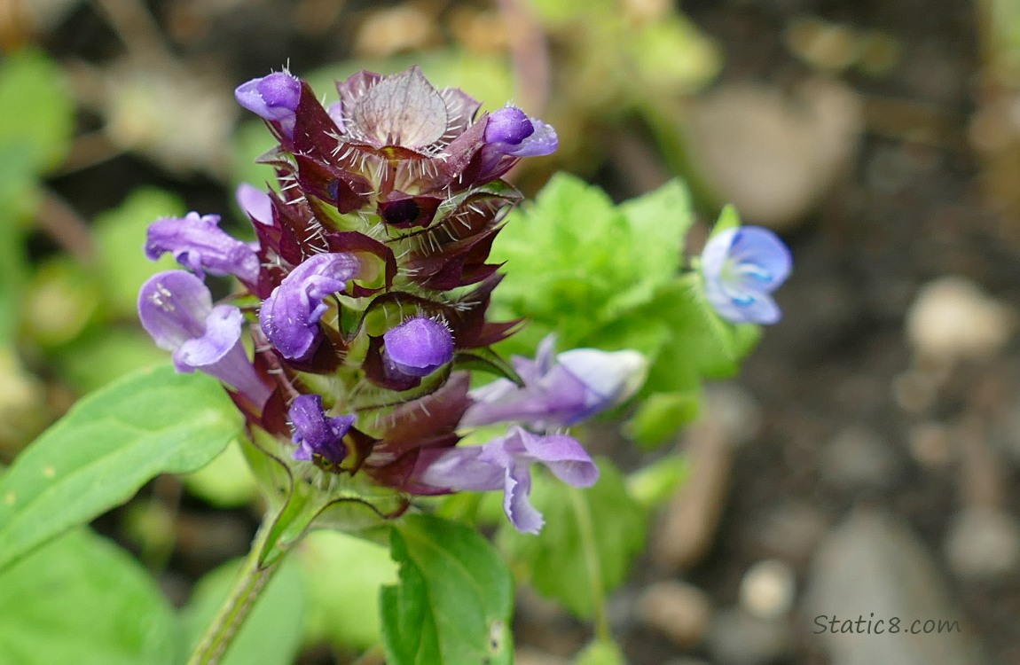 Close up of a Heal All bloom