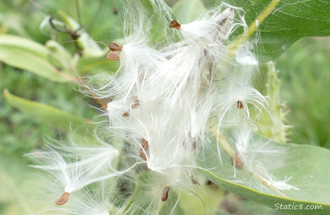 Milkweed seeds