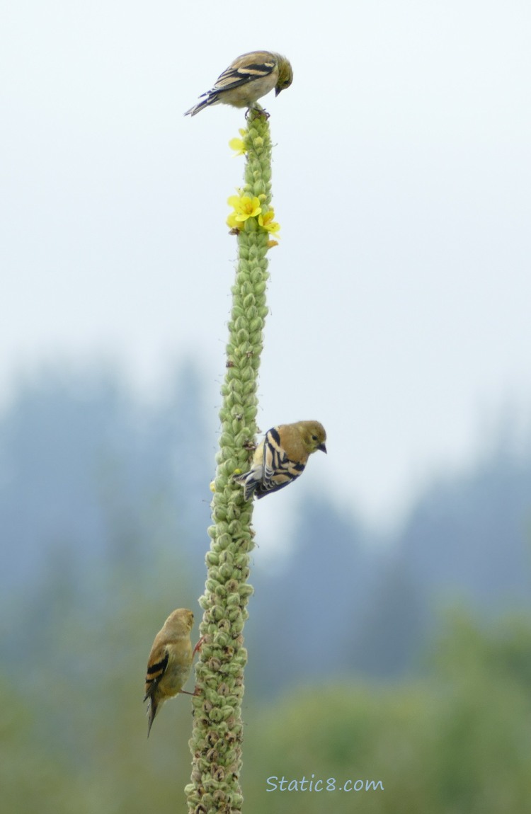 Three Goldfinches standing on a Mullein stalk