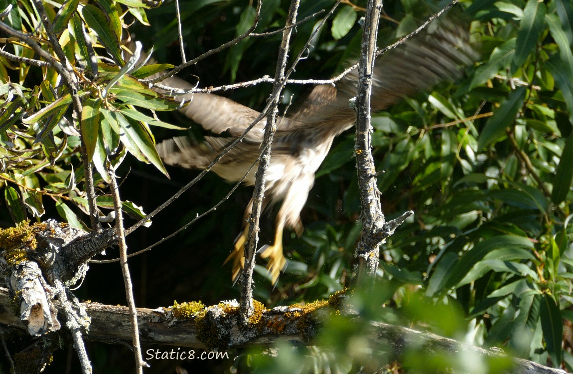 Cooper Hawk flying away from the branch