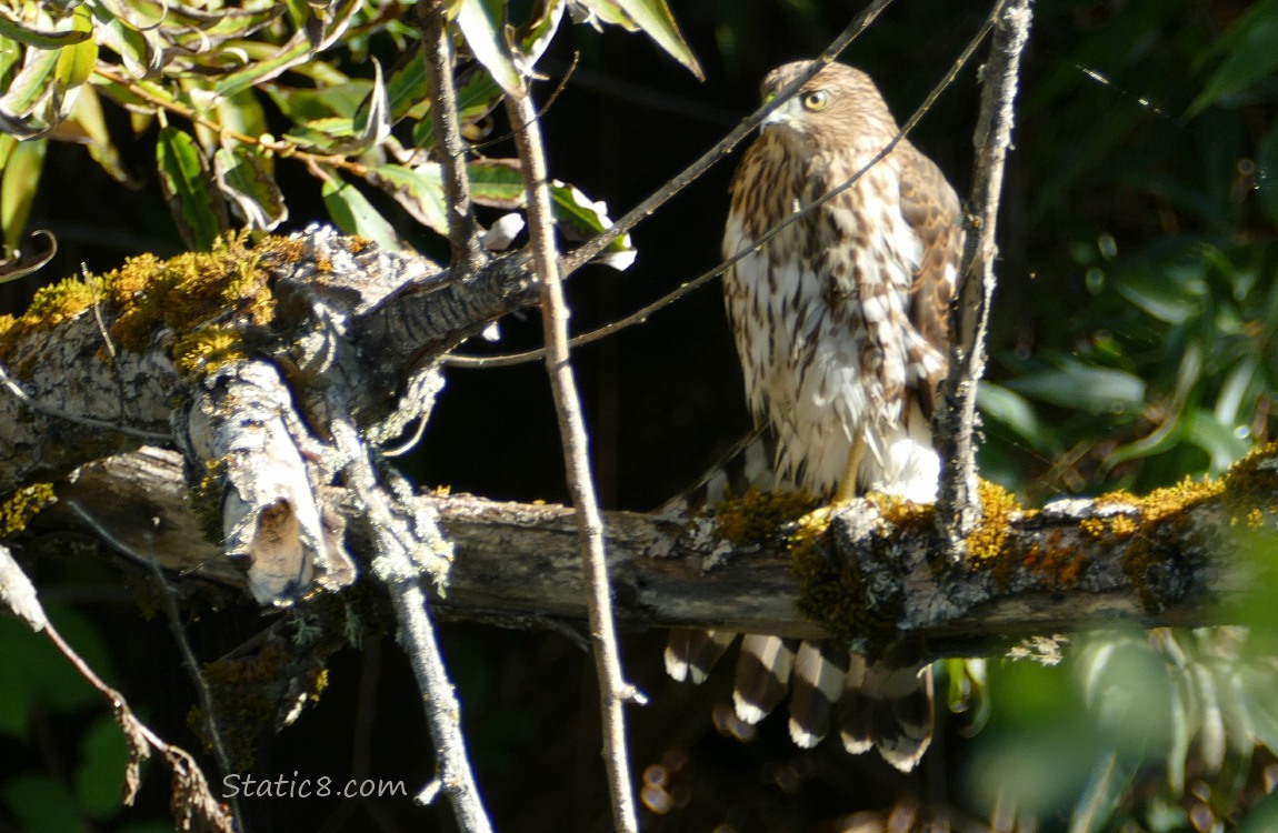 Cooper Hawk standing on a branch with her tail spread out below