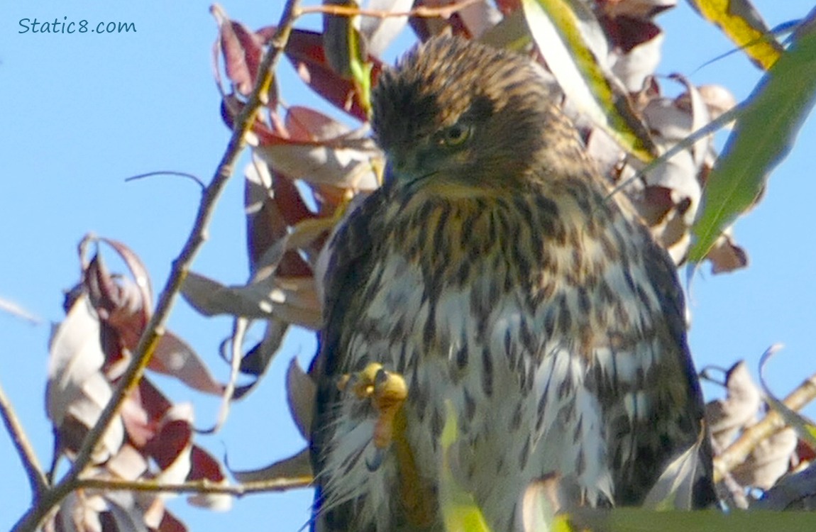 Cooper Hawk up in a tree, looking at her foot