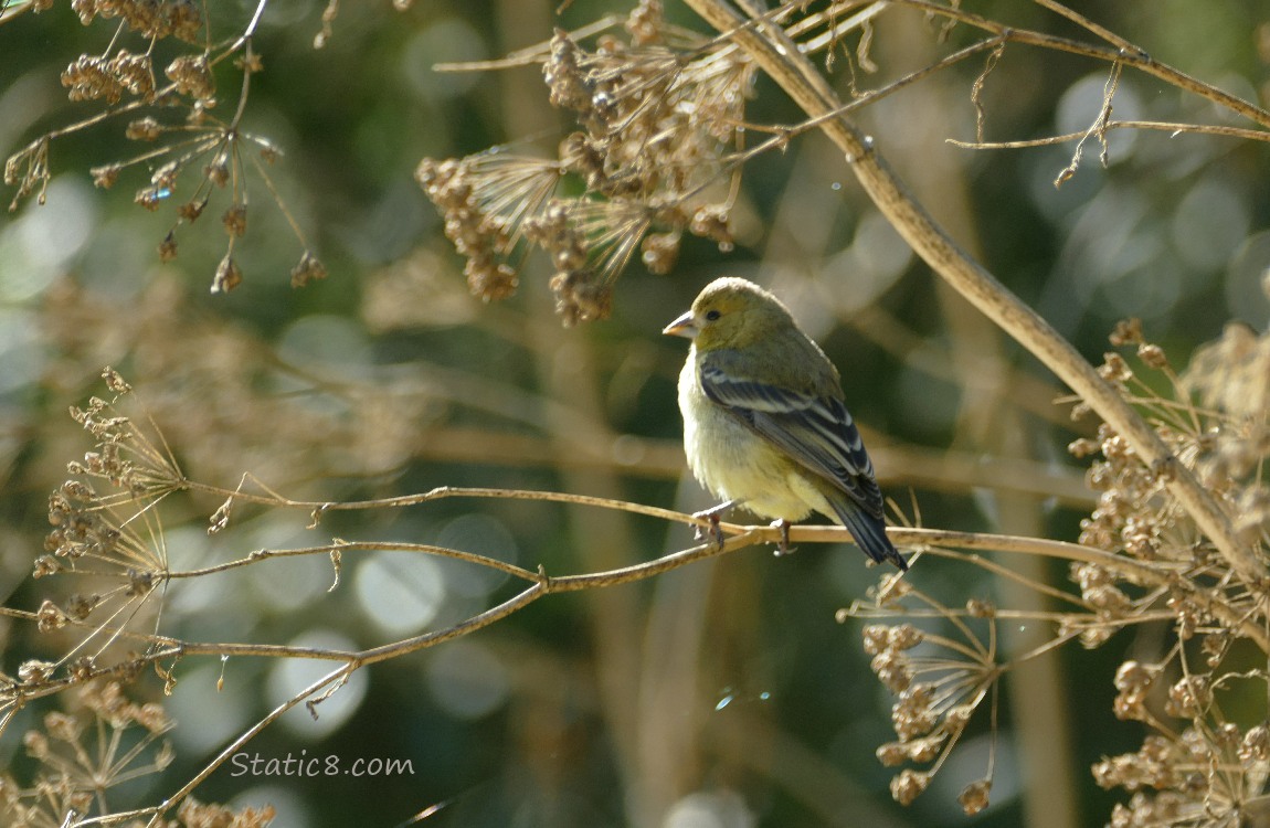 Goldfinch standing on a hemlock stalk