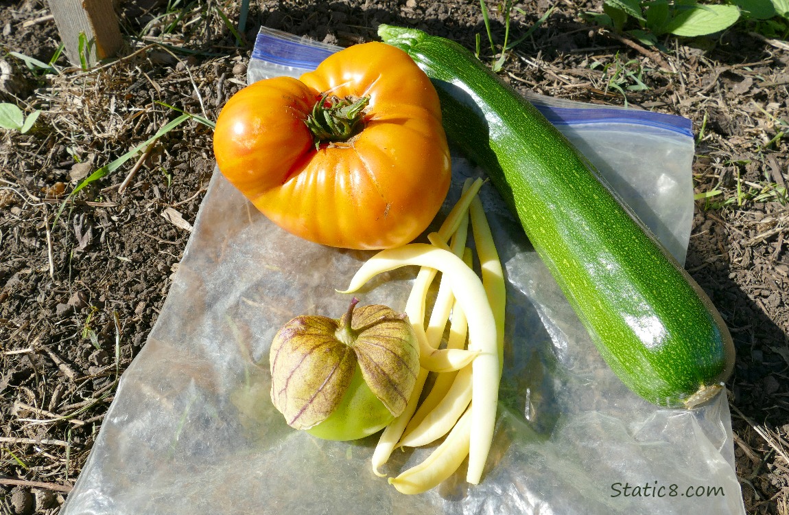 Harvested veggies laying on the ground