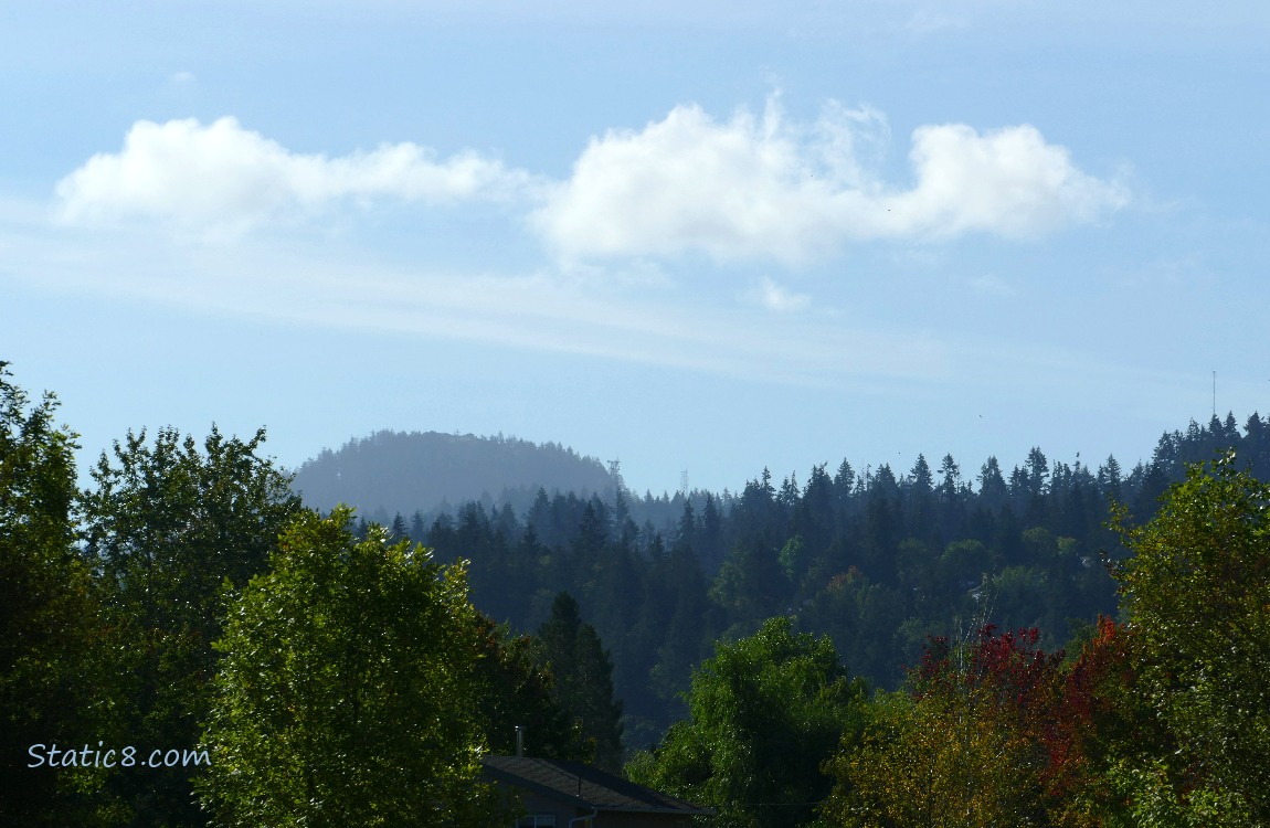 Trees on the hill