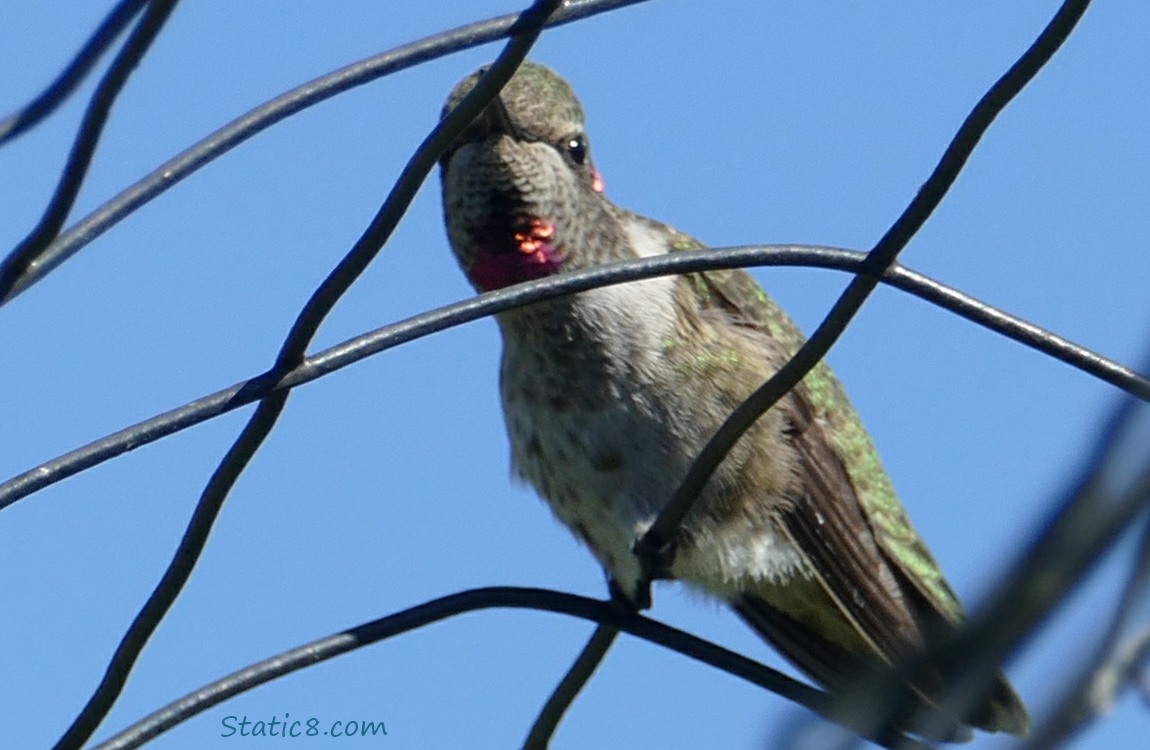 Anna Hummingbird standing on a wire trellis