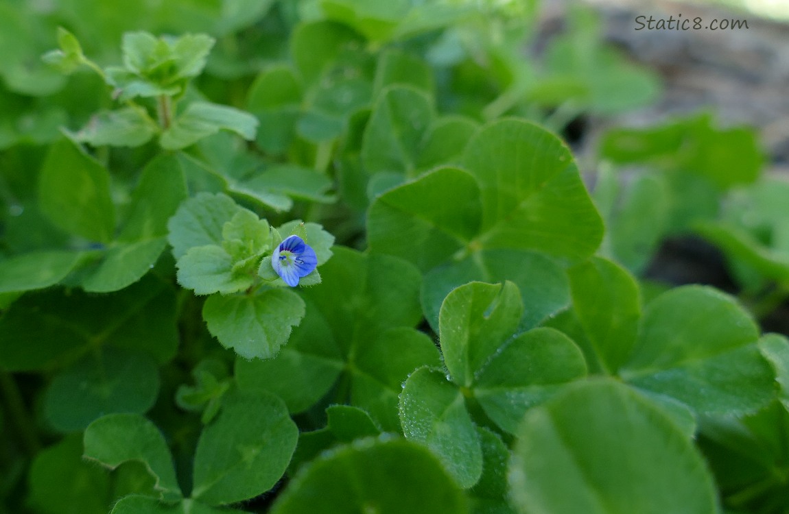 Creeping Speedwell bloom in the Clover