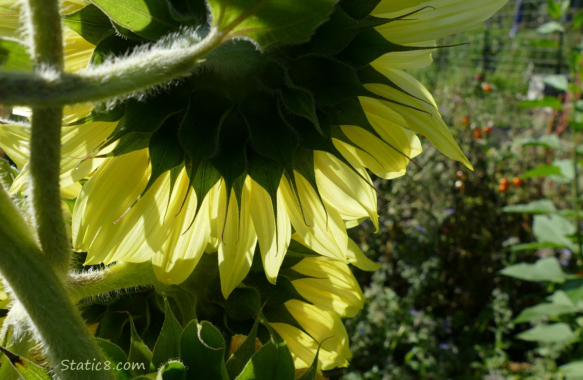 The backs of sunflower blooms