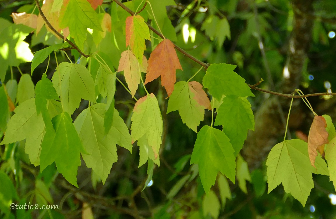 Red Maple leaves