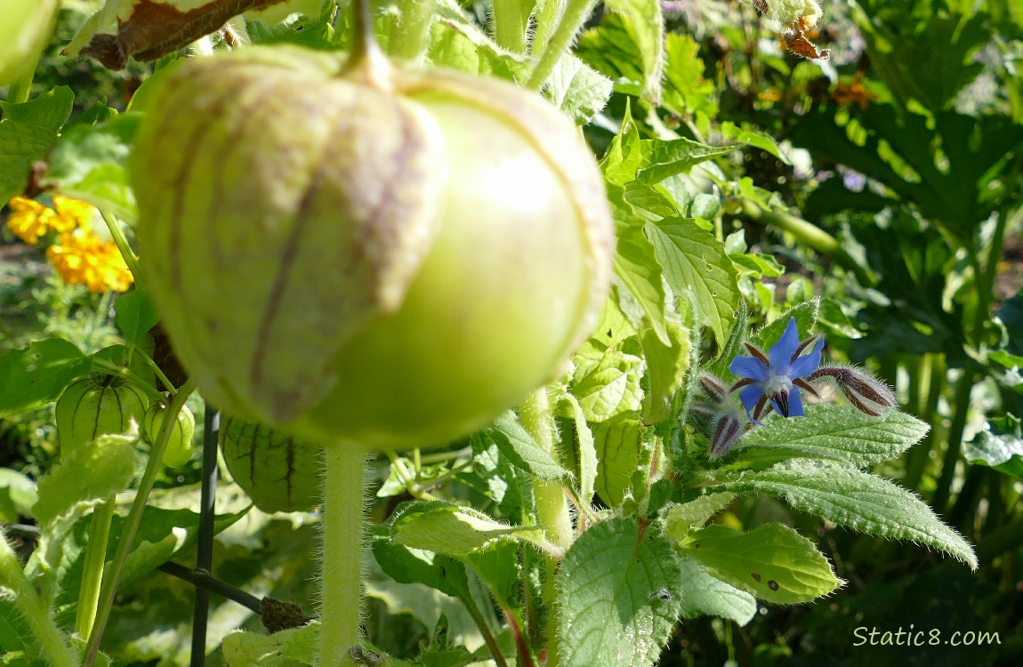 Tomatillo fruit with flowers