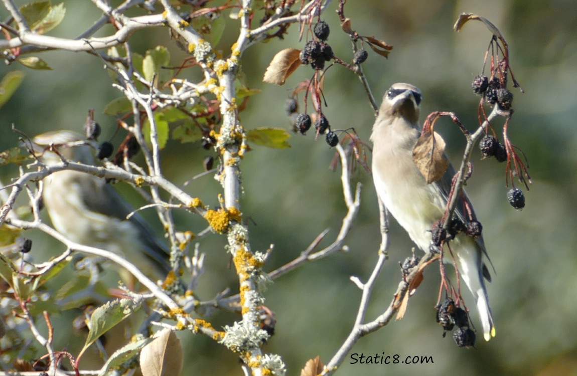 Cedar Waxwing standing in a dying Hawthorn tree