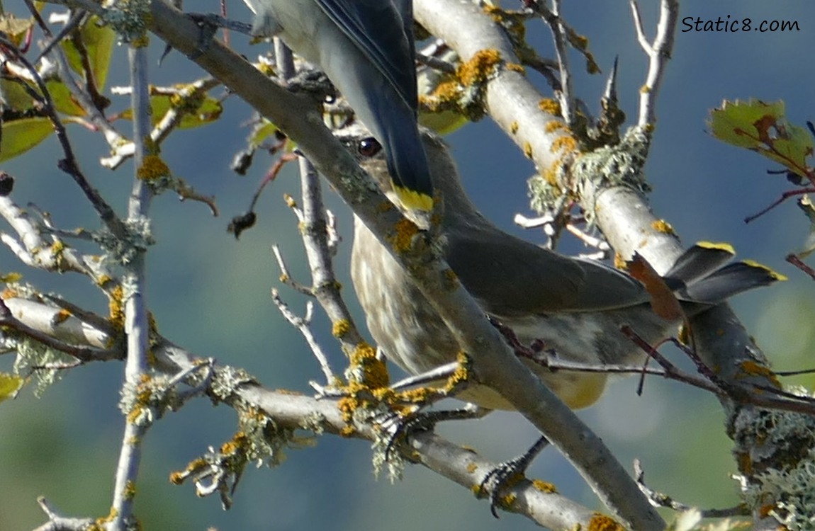 Cedar Waxwing behind the tail of another Cedar Waxwing