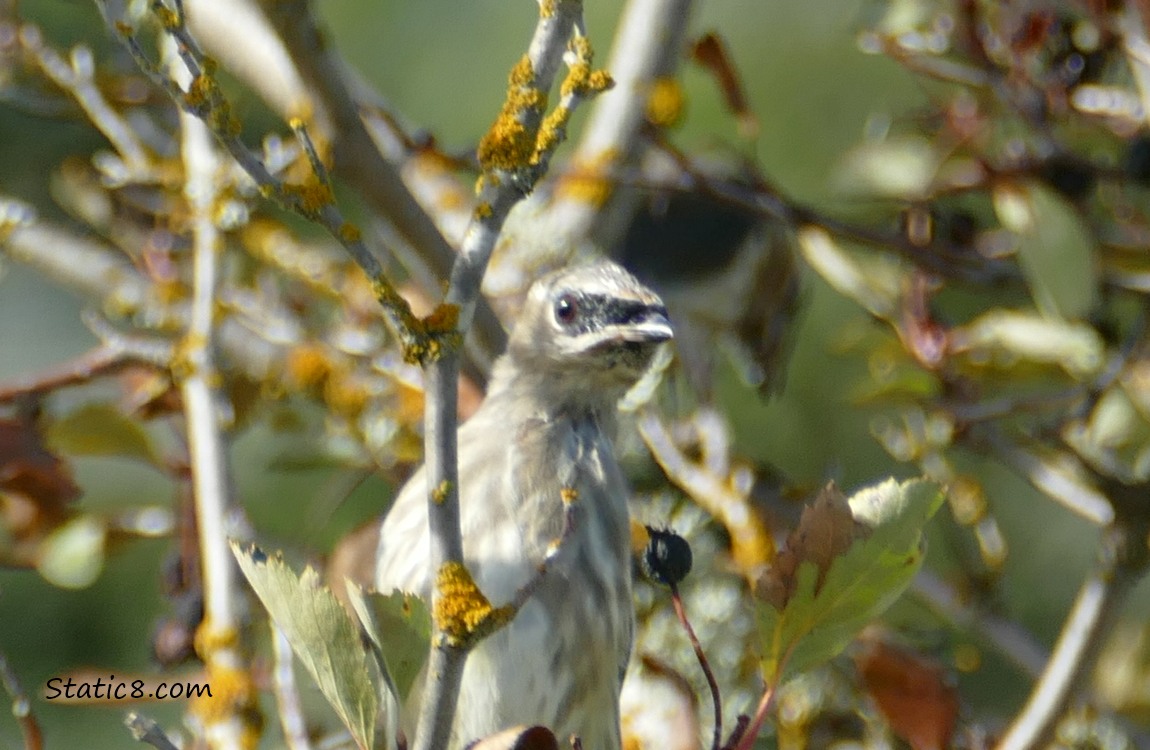 Juvenile Cedar Waxwing