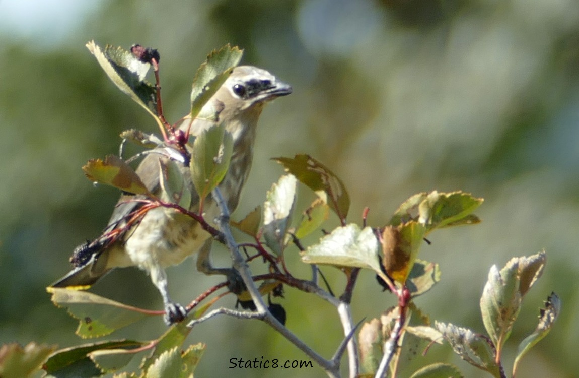 Juvenile Cedar Waxwing