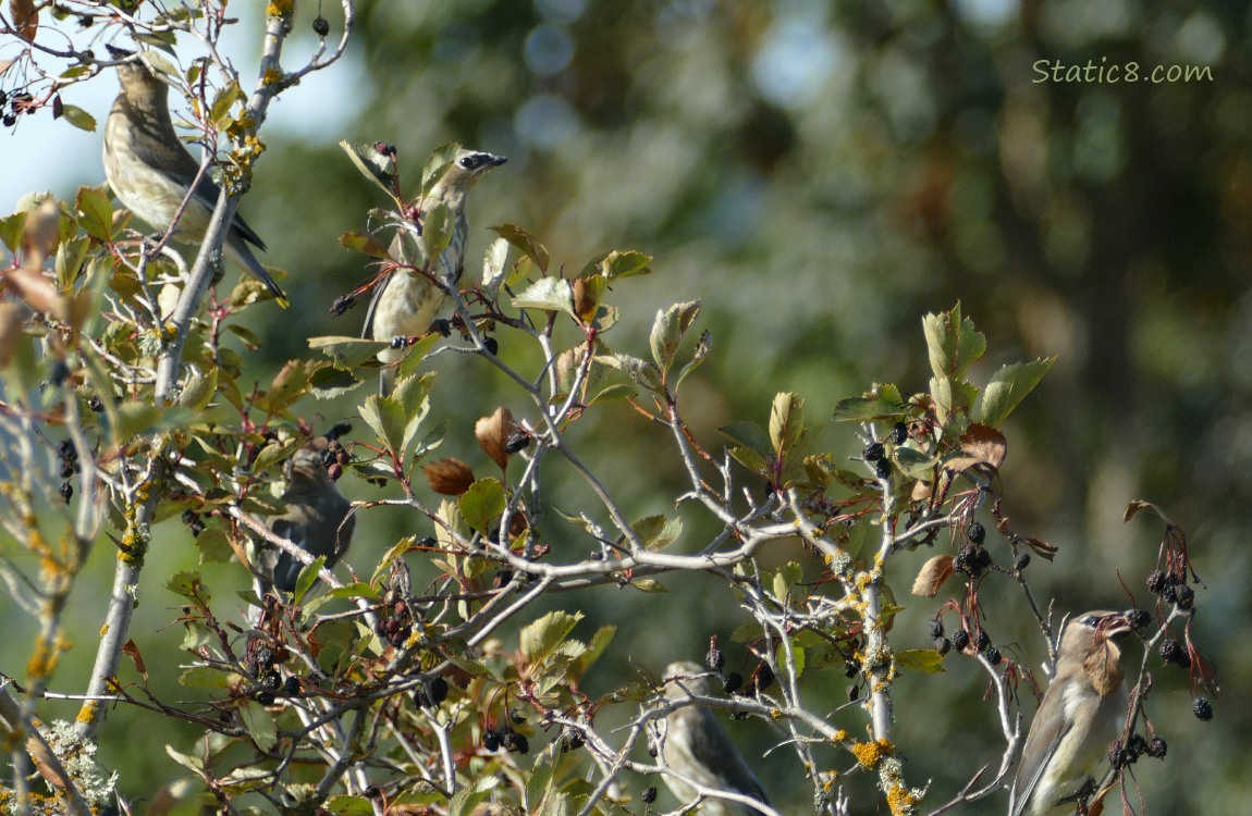 Cedar Waxwings in a dying hawthorn tree