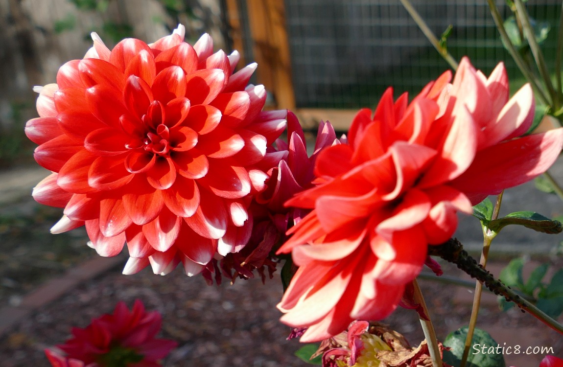 Red Dahlias