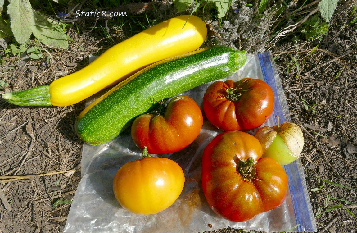 Harvested veggies laying on the ground