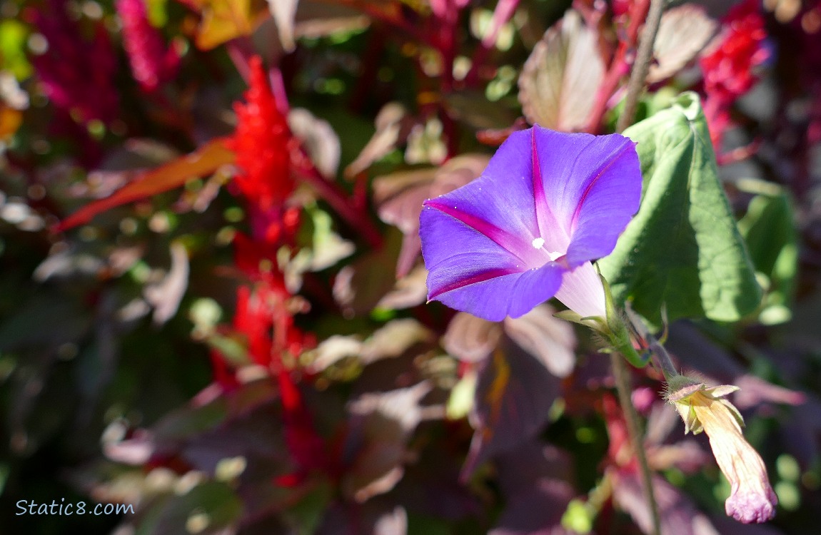 Purple Morning Glory with Red Amaranth in the background