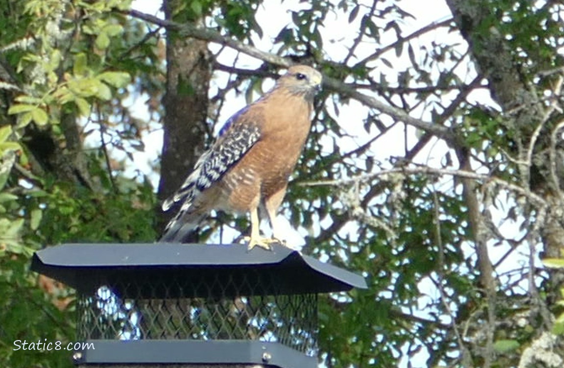 Red Shoulder Hawk standing on a chimney cover