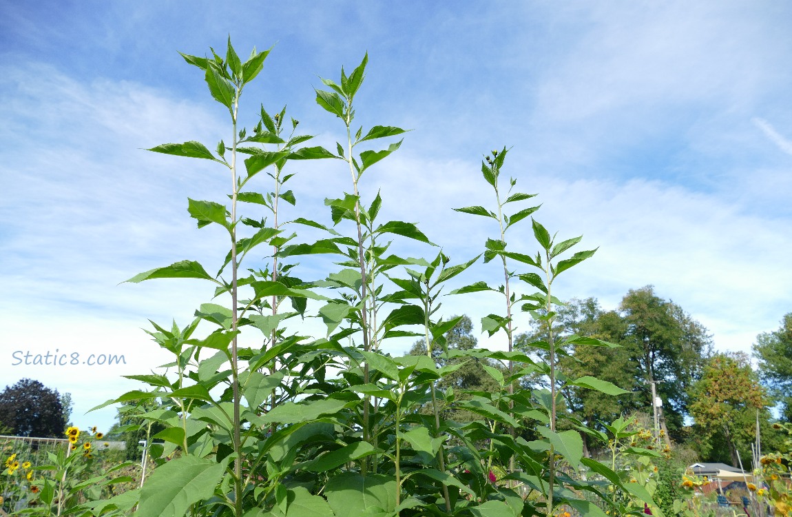 Sunchoke bush