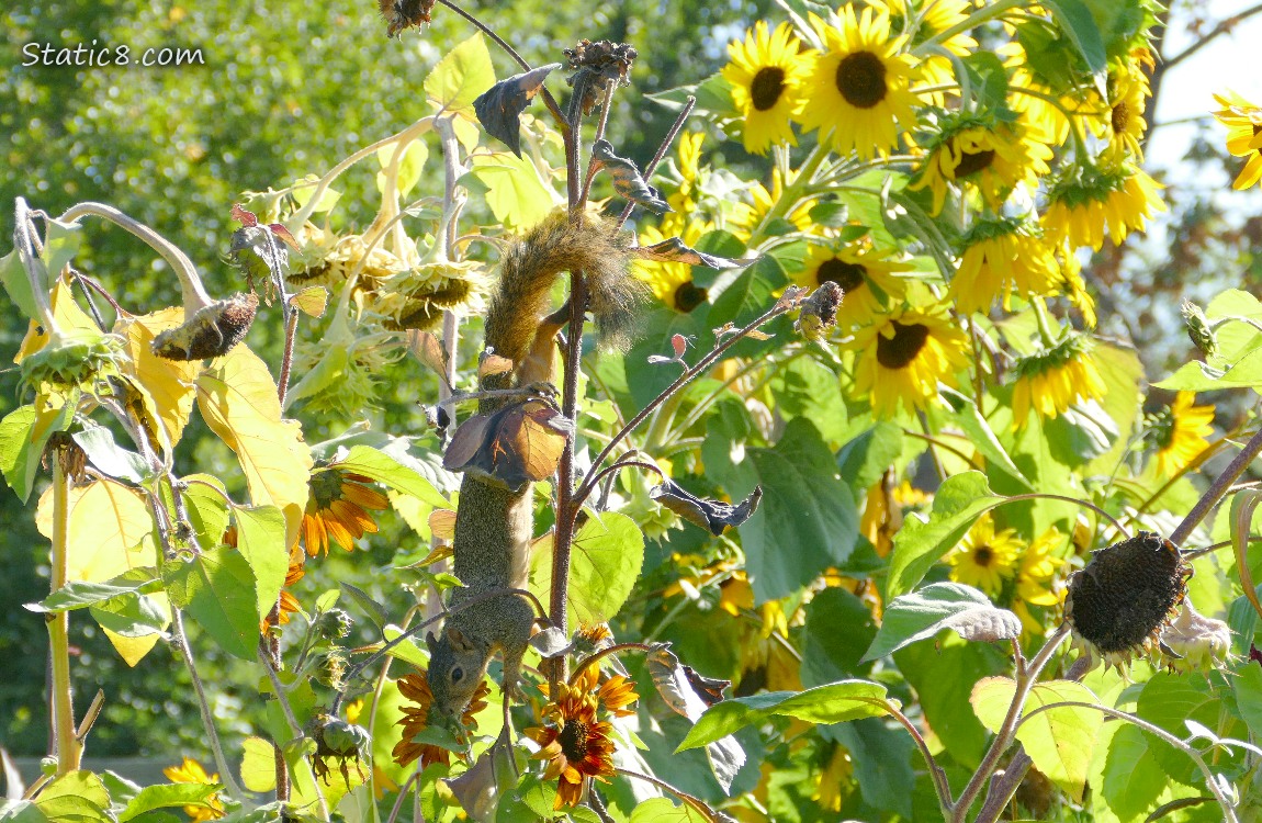 Squirrel hanging from a sunflower stalk