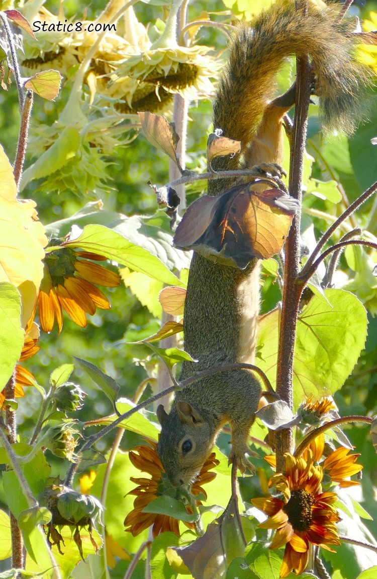 Squirrel hanging from a sunflower stalk