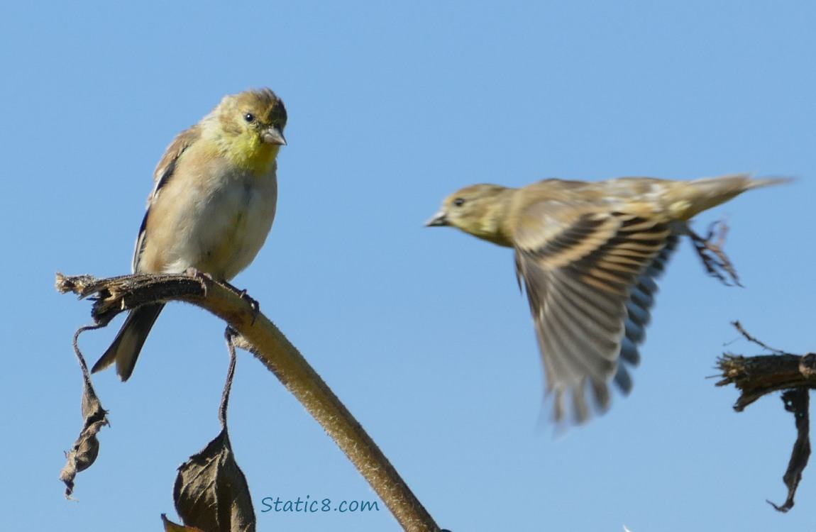 Goldfinches