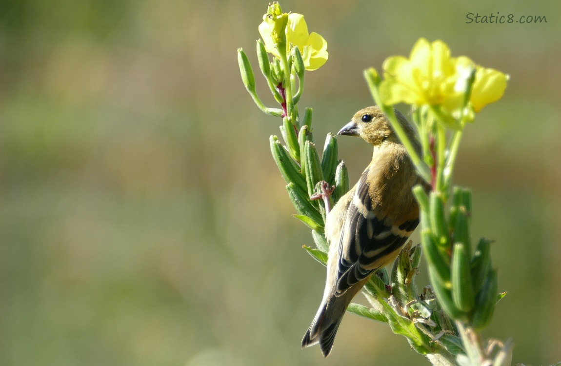 Goldfinch standing on a stalk of yellow flowers