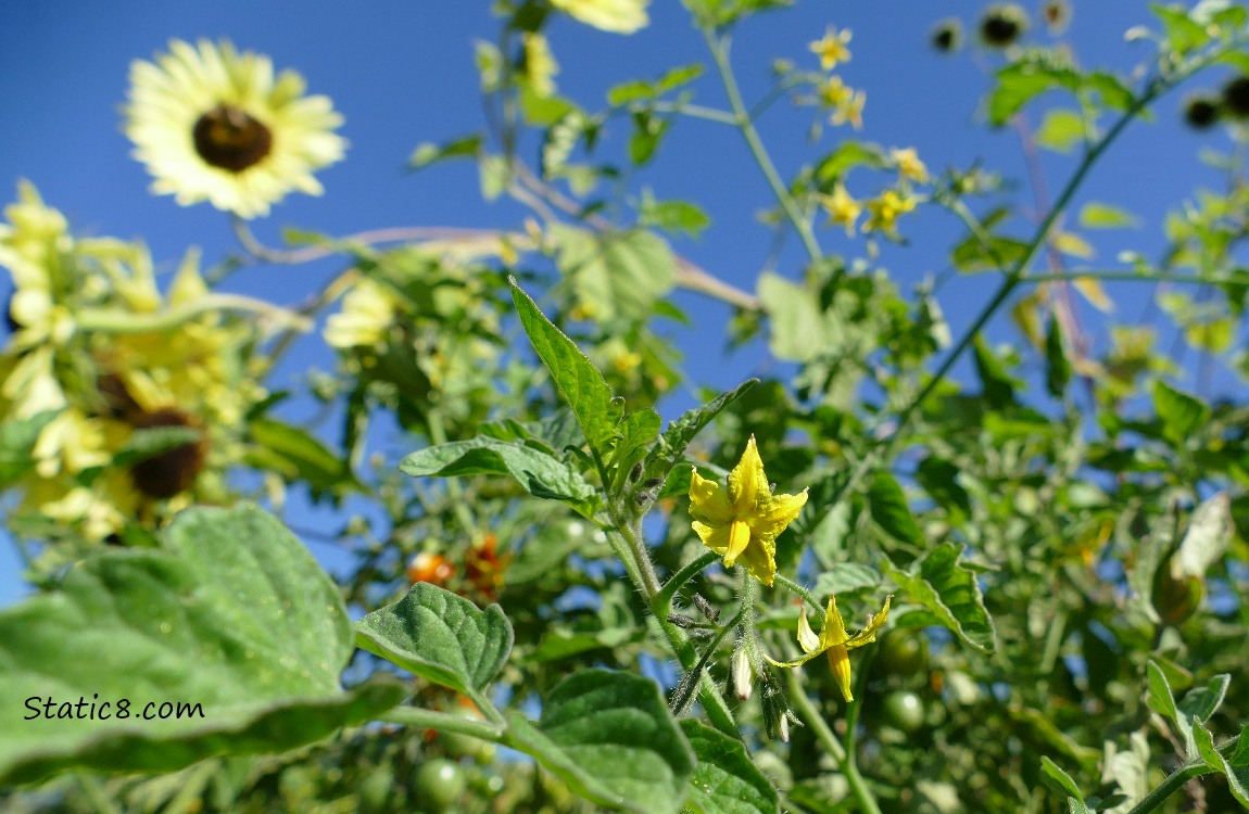 Cherry tomato blooms and sunflowers and blue sky in the background