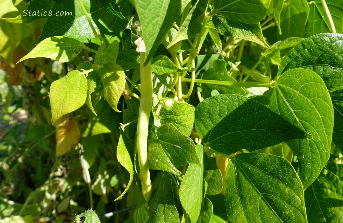 Wax Bean growing on the vine