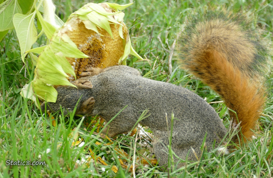 Squirrel eating from a fallen sunflower head