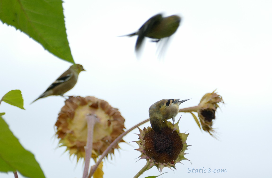 Goldfinches and spent sunflower blooms