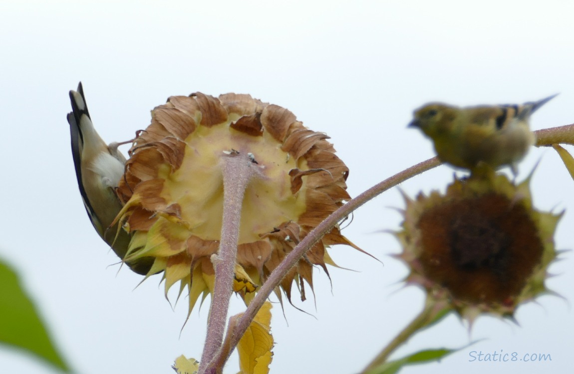 Goldfinches and spent sunflower blooms