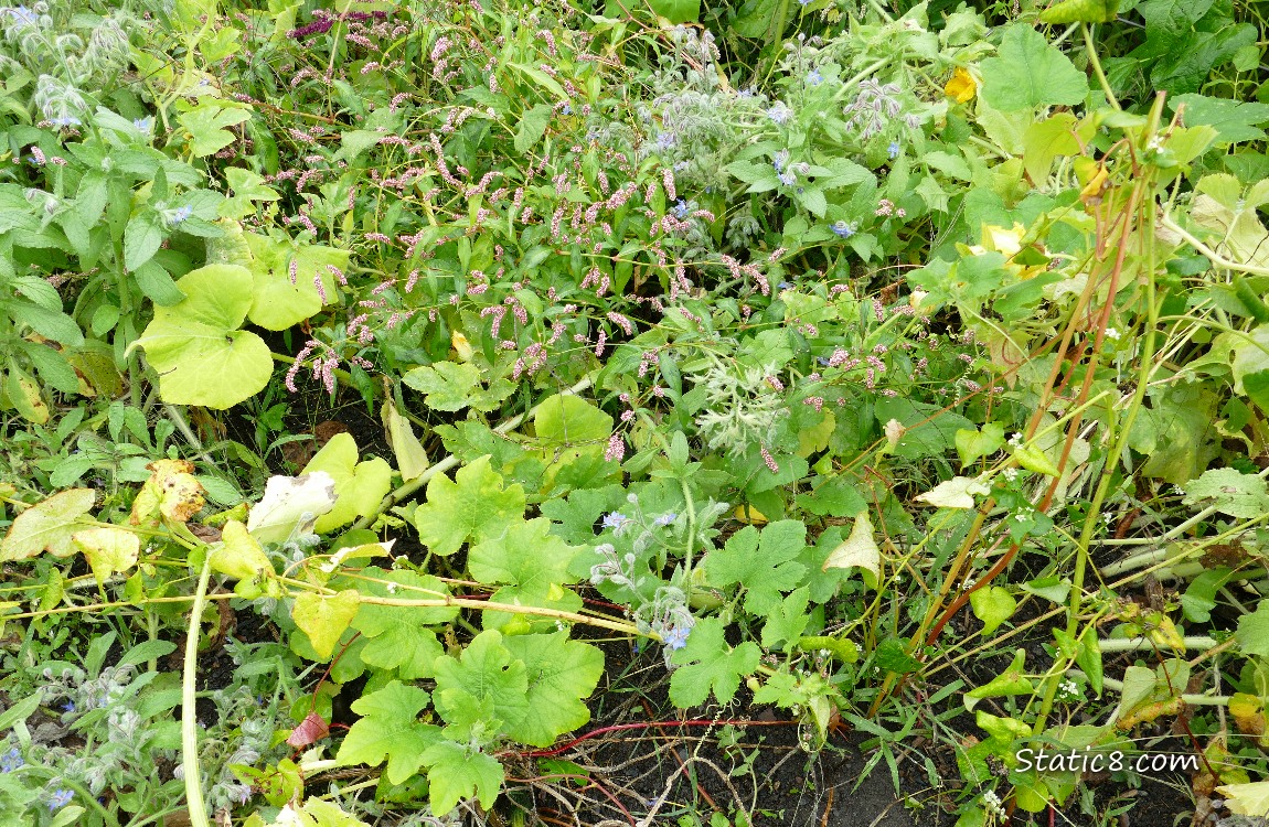 garden plot