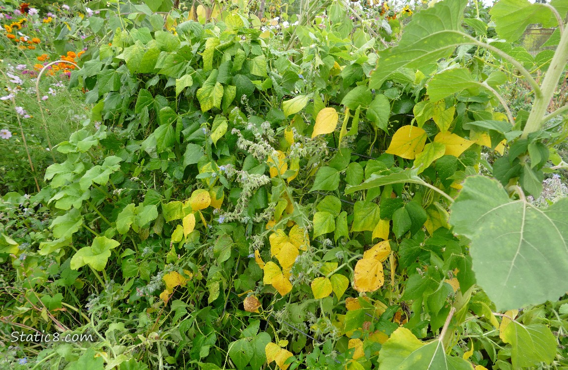 Bean trellis in the garden plot