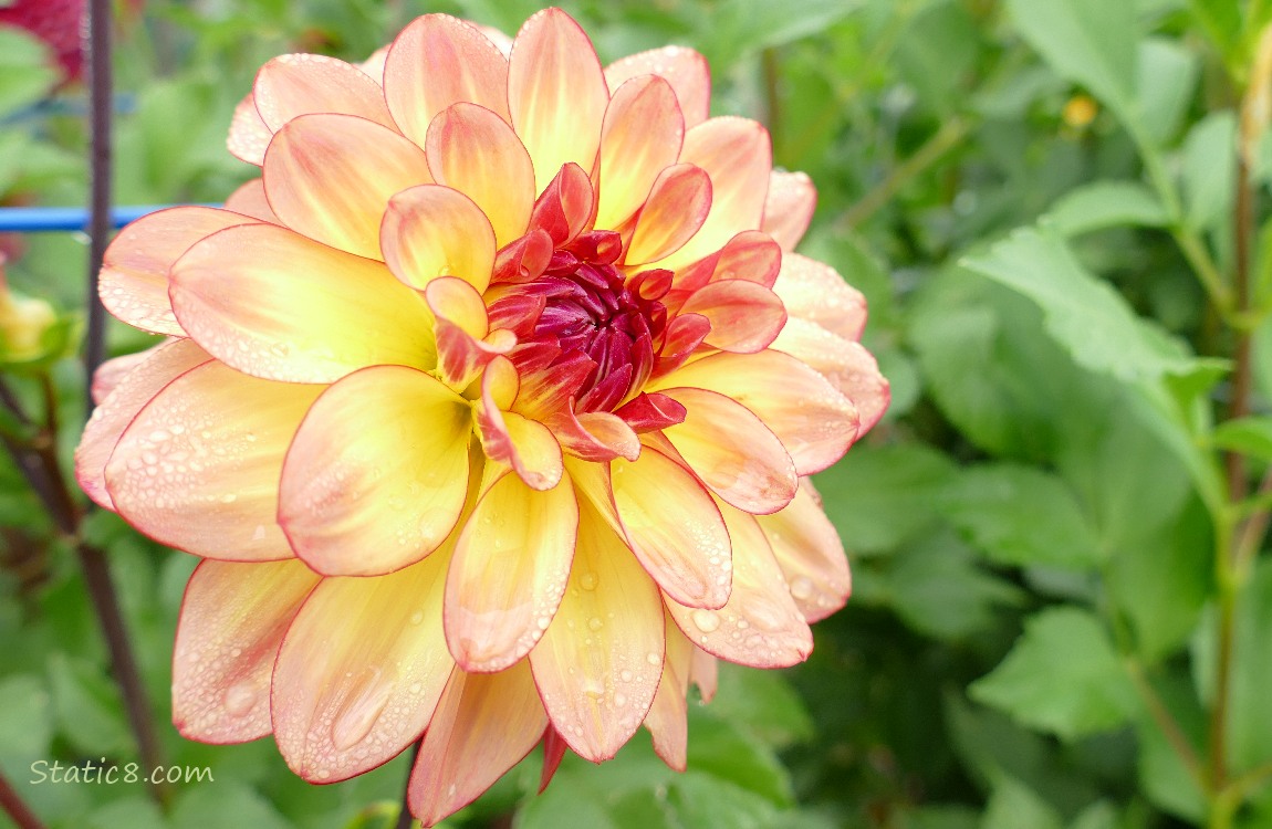 peach and yellow coloured Dahlia bloom