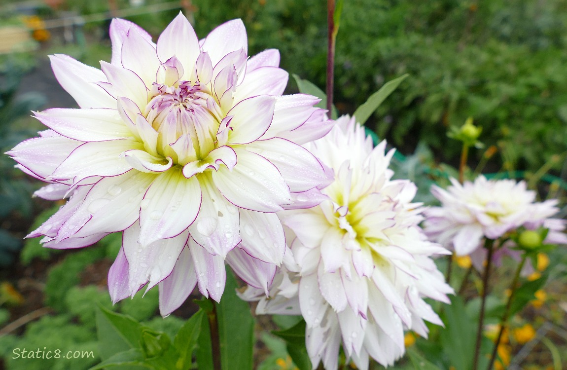 White Dahlia blooms with purple edges