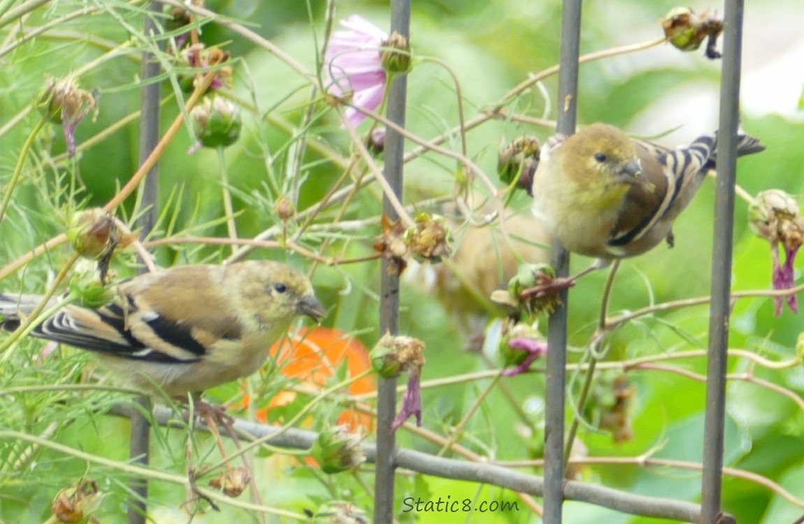 Two Goldfinches standing on a wire trellis surrounded by green