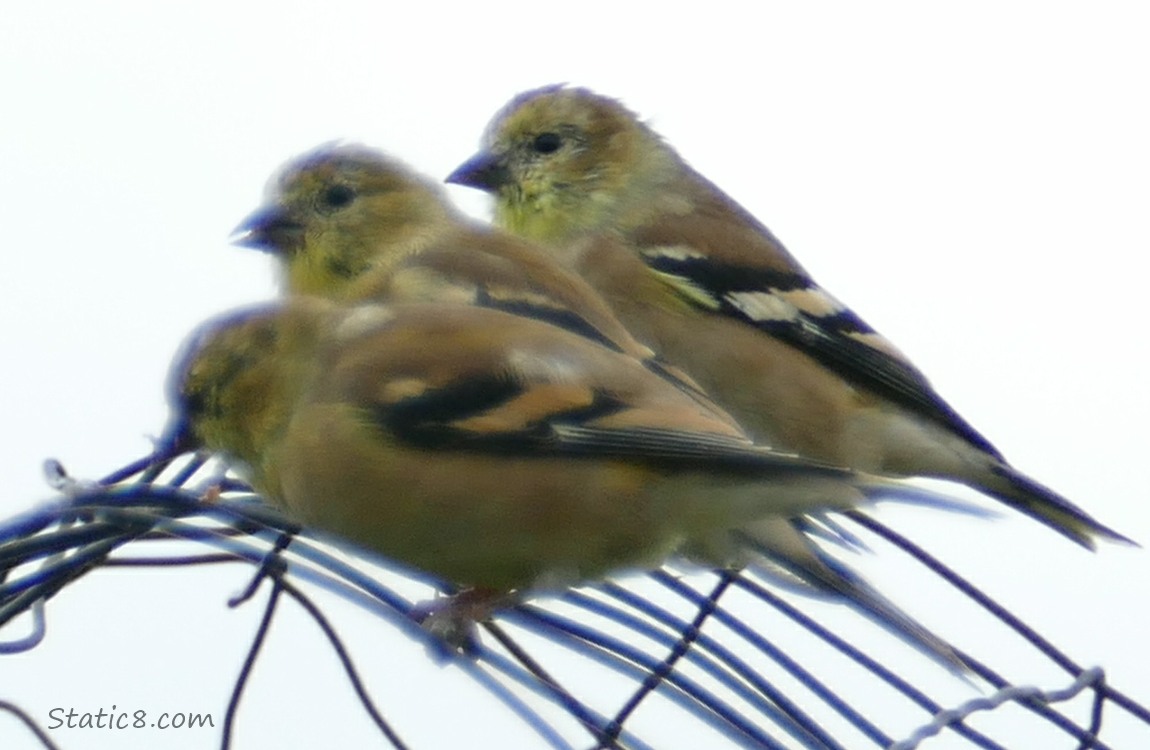 Goldfinches standing in a row, on a wire trellis