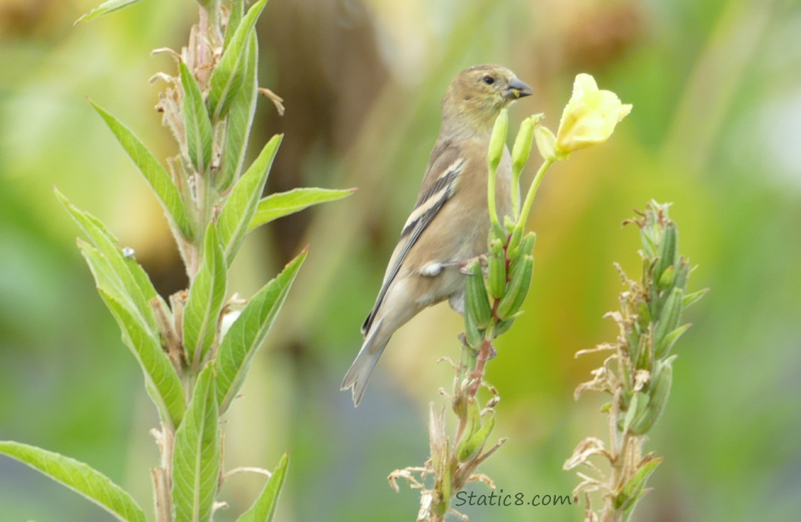 Goldfinch standing on flower stalk with a yellow bloom