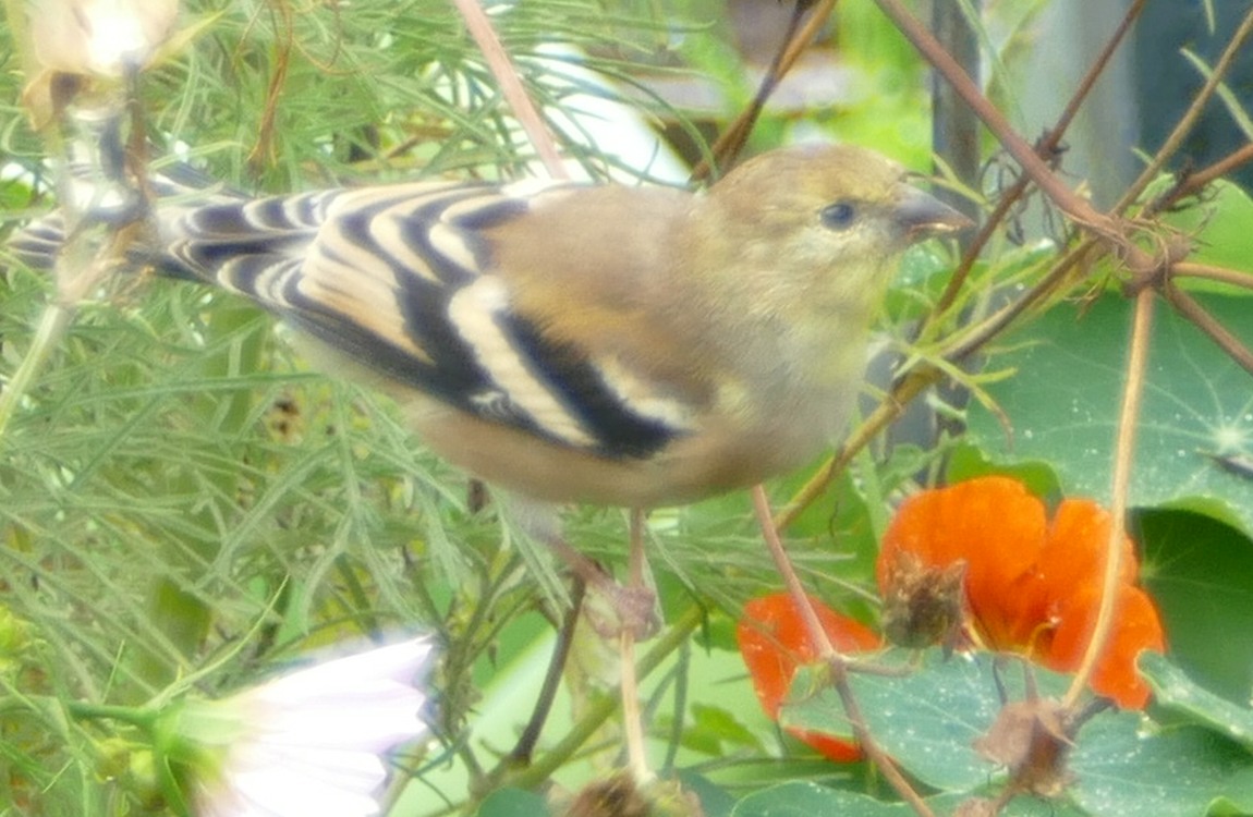 Goldfinch standing on flower stalks