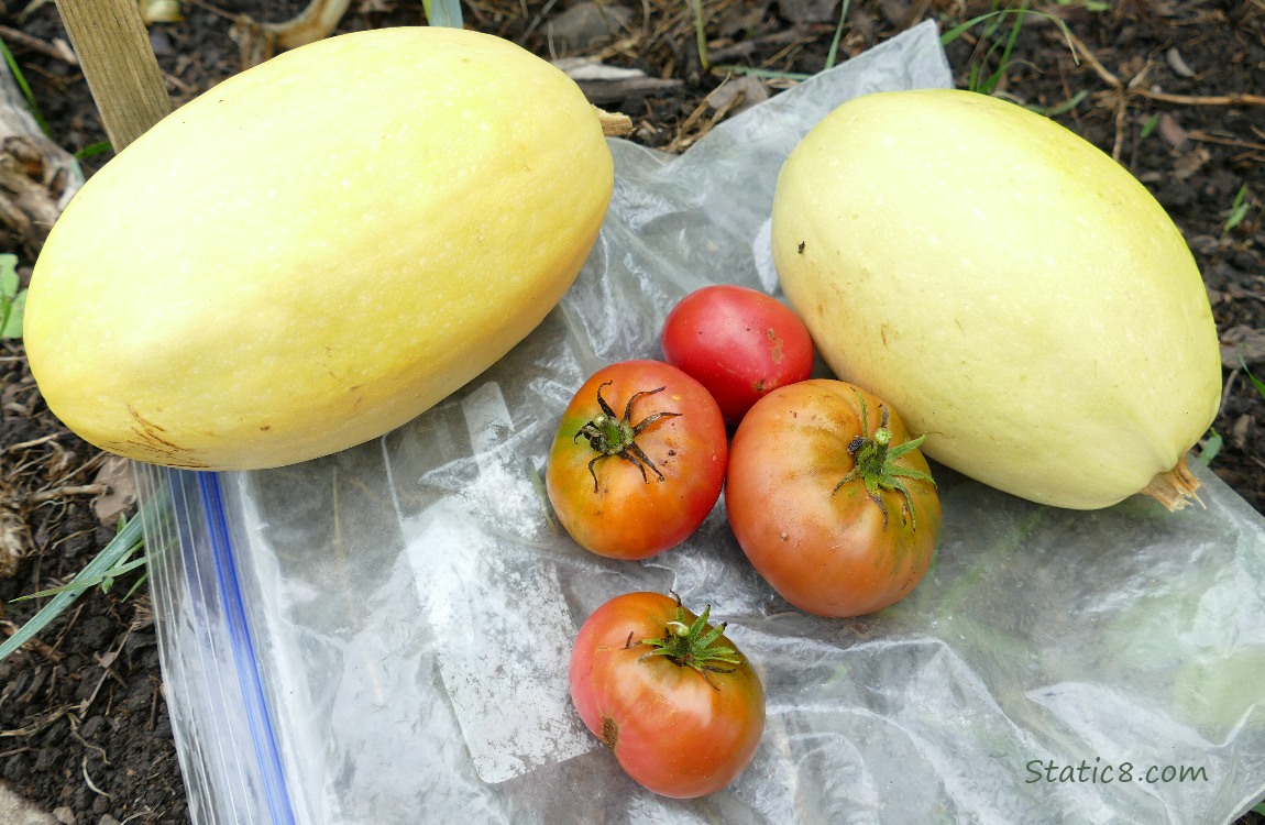 Harvested veggies laying on the ground