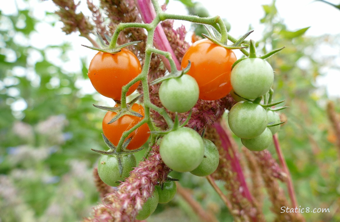 Cherry tomatoes ripening on the vine