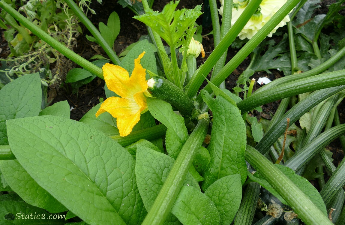 Comfrey leaves and a blooming zucchini with fruit