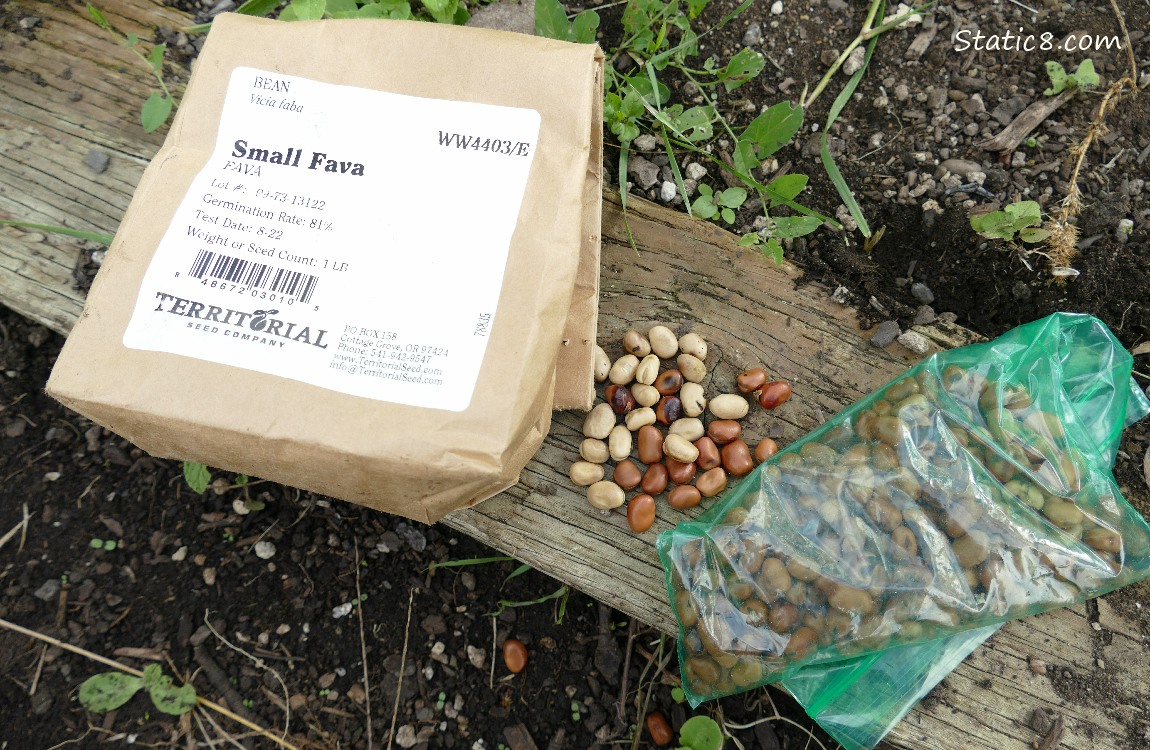 Bags of different coloured dried Fava beans